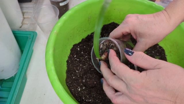 11.11.24.Гиппеаструмы..пересадка деток.