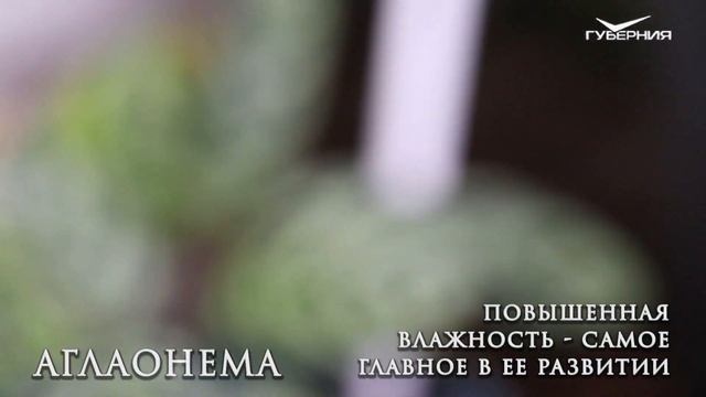 АГЛОНЕМА и листья-жуки 🌿Особенности и уход за домашн? смотреть онлайн