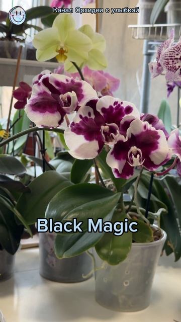 Отцветаем??? #орхидеи #орхидеяцветет #орхидеяуход #orhid #? смотреть онлайн