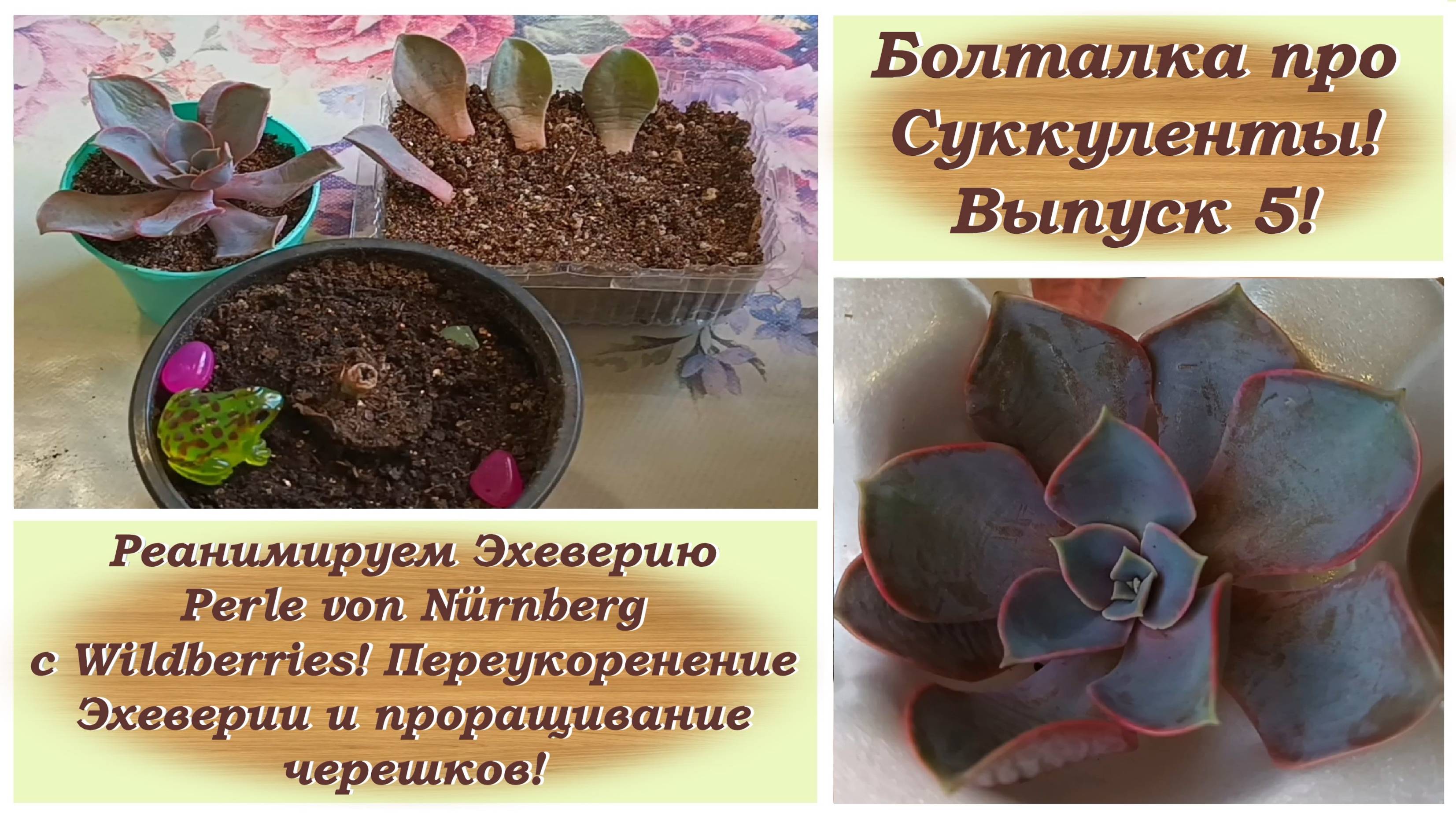 Болталка про Суккуленты! Выпуск 5! Реанимируем Эхеверию Perle von Nürnberg c Wildberries!