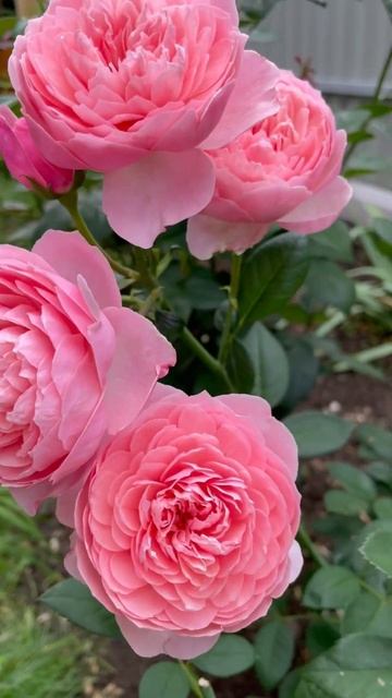 Роза Остина «Зе Алнвик»🥀 #саженцы #розы #flowers смотреть онлайн