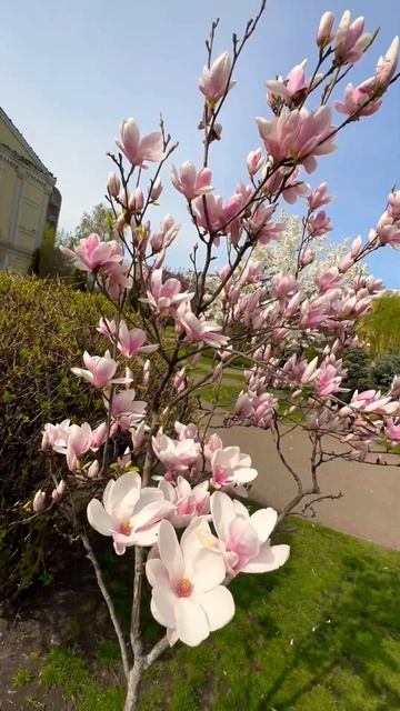 В Киеве зацвела магнолия. Но русским нужна только гера смотреть онлайн