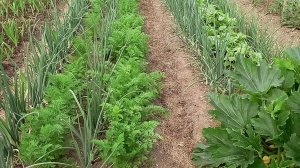 Посадки овощей на огороде