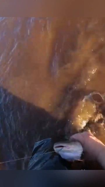 Налим на перемет #рыбалка #fishing