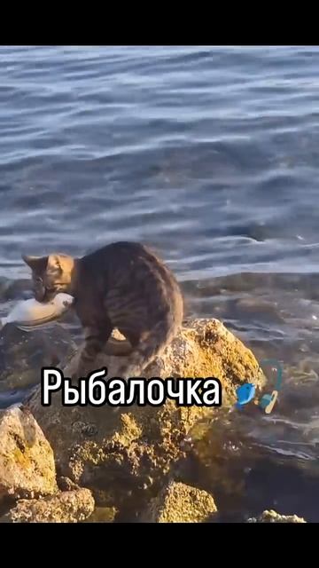 Вот так надо ловить рыбу.😀 #рыбалка #shorts