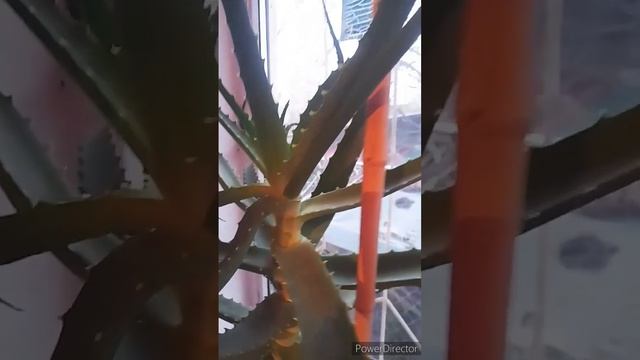 Когда же он зацветёт то?//Большой бутон у Алоэ) смотреть онлайн