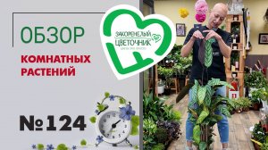 Такого обзора вы еще не видели! Сингониумы, спатифиллумы, папоротники, замиокулькасы, пальмы #124