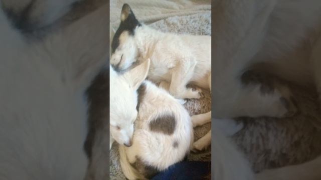 как научить собаку считать ступени #дрессировка