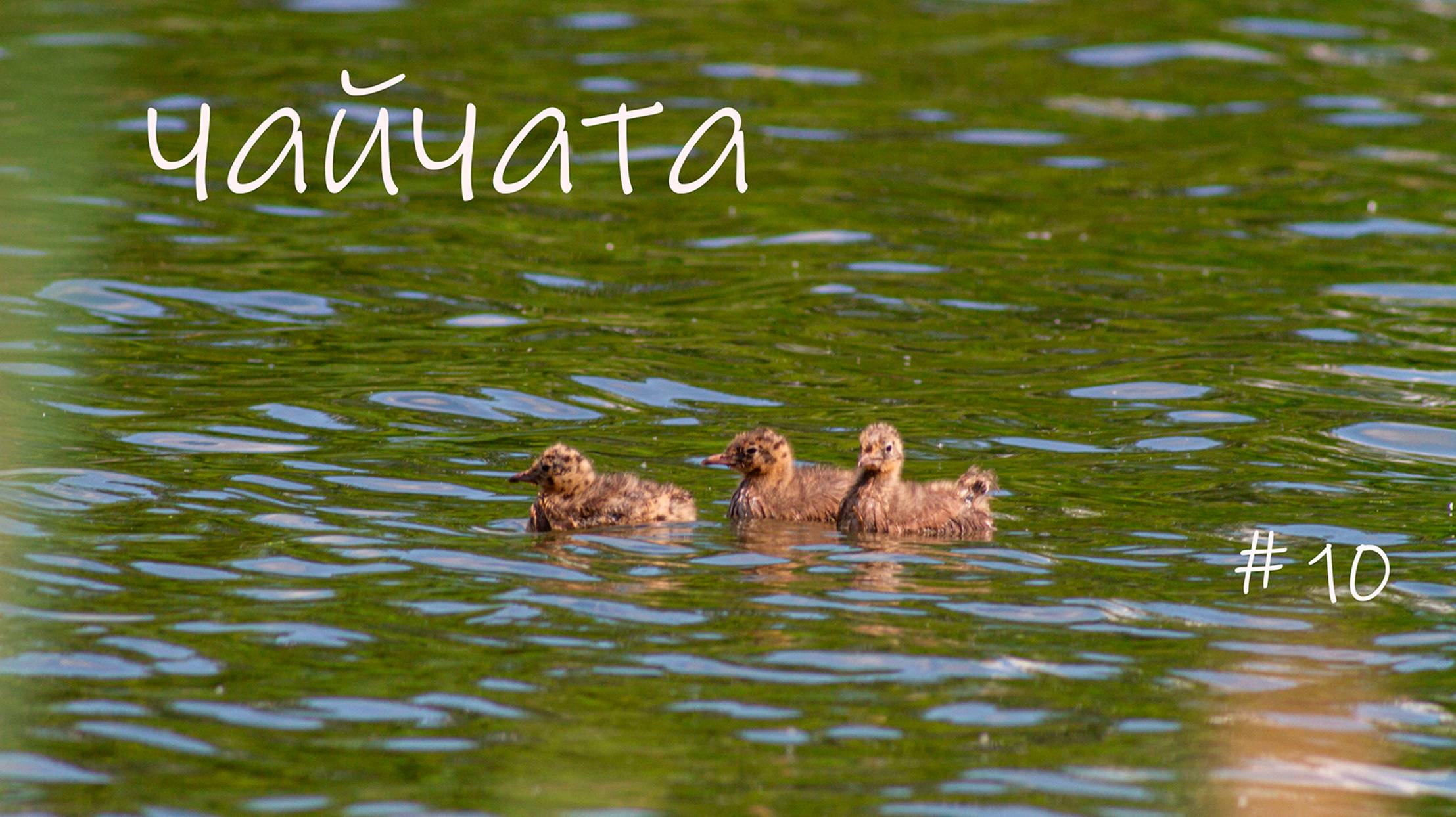 чайчата