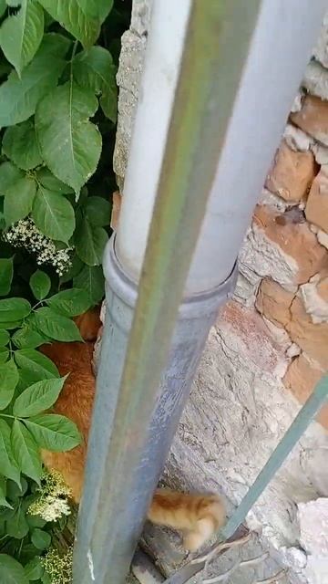 Рыжий кот,Котик хотел сбежать к невесте,свидание не уд