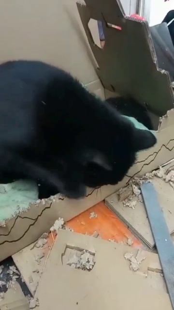 кошечка грызёт коробку под звук бензопилы #смешные #cat смотреть онлайн