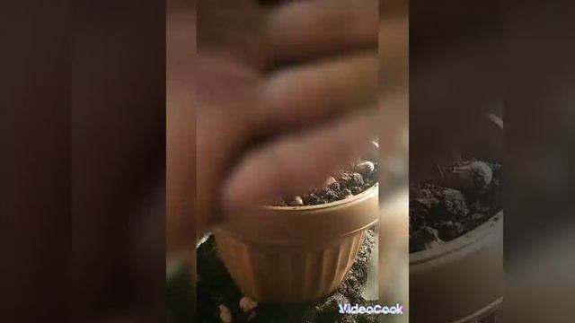 пересадка кактуса грузоні