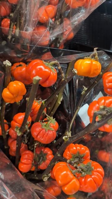 Тыквы которые растут на деревьях #переездвканаду смотреть онлайн