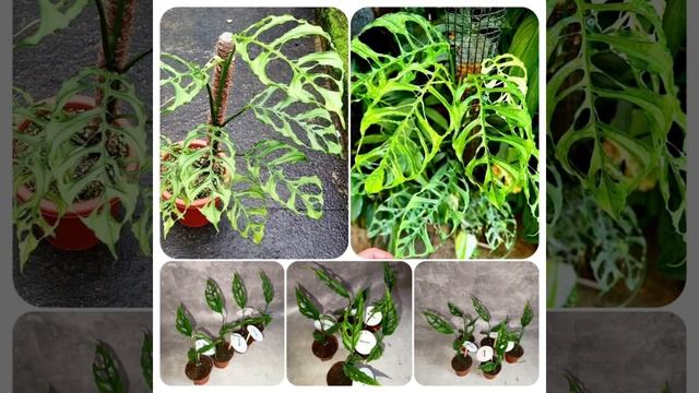 Монстера Обликва Перу! Цена 370 гривен! Бронь в вайбер 09 смотреть онлайн