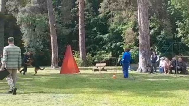 2 Отл. СС TOMAS v. Frosten +++ №10. КЧК ТОЛЬЯТТИ 24 мая`25 А.Сороко Моно немецких овчарок