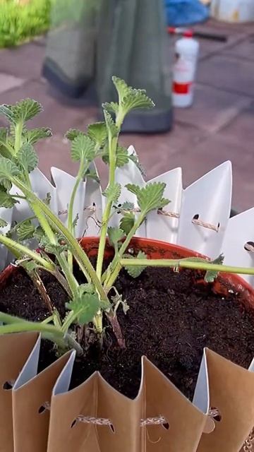 Грядки весной, растет горох и редис смотреть онлайн