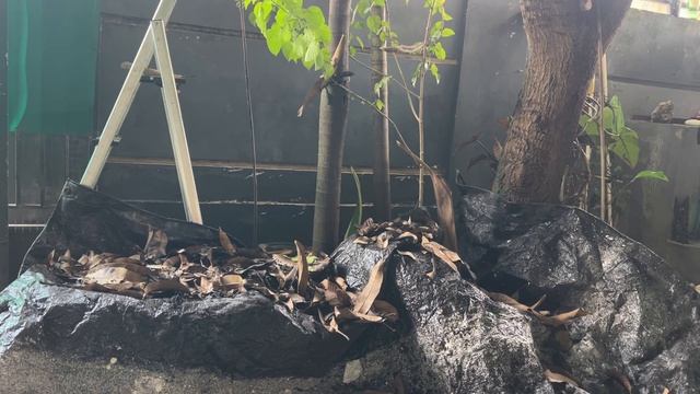 Манговое дерево насыпало листев вместо манго. Время у? смотреть онлайн