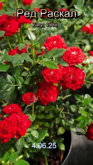 Роза Ред Раскал - Red Rascal (Zary, 1988). Обзор сорта за 1 минуту!