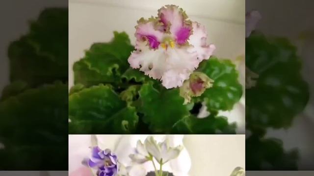 Фиалки у Алисы 💖💖💖 смотреть онлайн