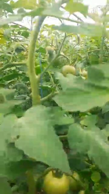 Наши клиенты применяют удобрения ПроРостим с самого н