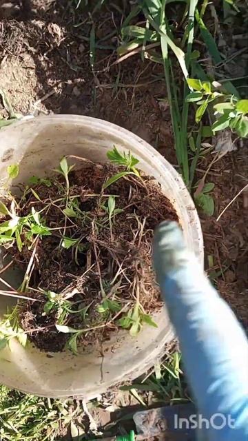 ВЫСАЖИВАЮ ЦВЕТЫ В ГРЯДКУ С ЛУКОМ смотреть онлайн