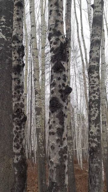 2 мая. Вторая прогулка за березовым соком. Погружение в смотреть онлайн