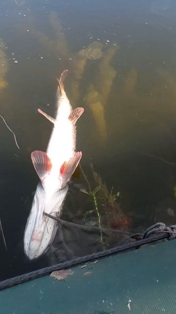плохой день нарыбалке не бывает смотреть онлайн
