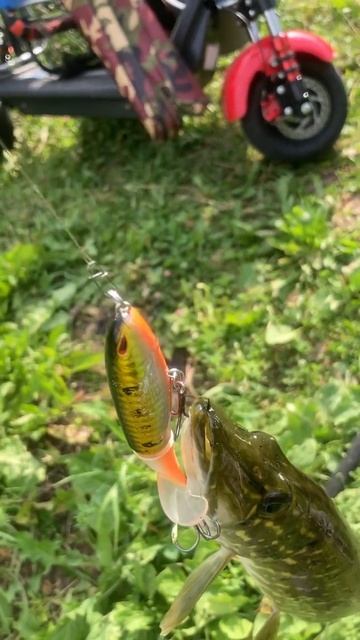 щука на поппер бурлилку #спиннинг #fishing #рыбалка #fish #fishi смотреть онлайн