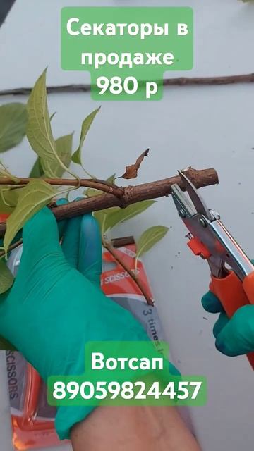 Супер секатор. #гортензииметельчатые #секатор смотреть онлайн