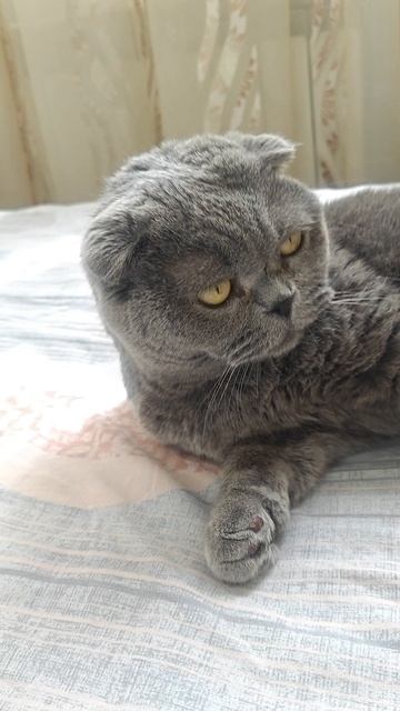 Шотландская вислоухая кошка Риана 05.06.2025.