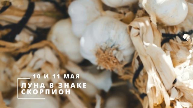 Лунный Календарь Высадка Рассады. смотреть онлайн