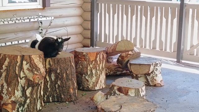 Зоопарк имени Шило - 2025 смотреть онлайн