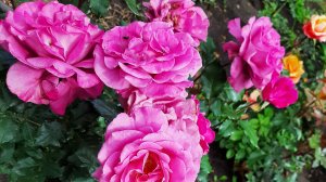 Маточник зацвел Краснодарский край май 2025