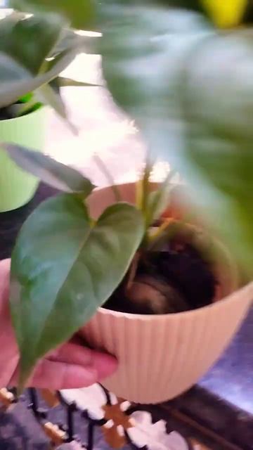 #anthurium#newbloom#fresh#beauty смотреть онлайн