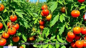 Томаты черри  Как вырастить сладкие плоды и избежать р
