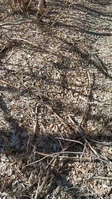 Если ты остался один в лесу и тебе нечего есть #nature #оди смотреть онлайн