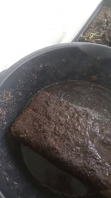 РАССАДНЫЙ МЮЗИКЛ🤣 ТРЕК-ПОЧВОБРИКЕТ🫣 смотреть онлайн