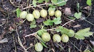 Саженцы крыжовника 🙂 через сколько лет после посадки