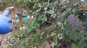 Ежевика Виктория ,саженцы, корневая впечатляет