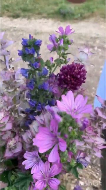 Как мы собираем лавандовый мёд #лаванда #лавандовыймё? смотреть онлайн