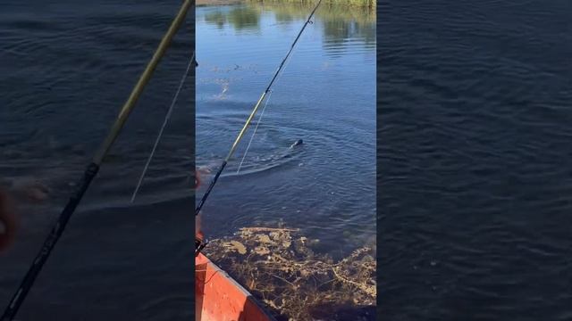 Летом щука стоит в тени . #спининг #щуканавоблер #рыбал? смотреть онлайн