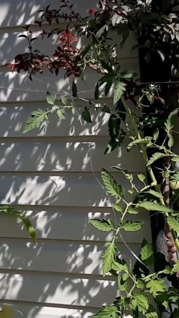 Во саду ли в огороде? смотреть онлайн