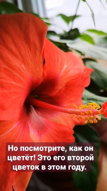 Гибискус цветёт. смотреть онлайн