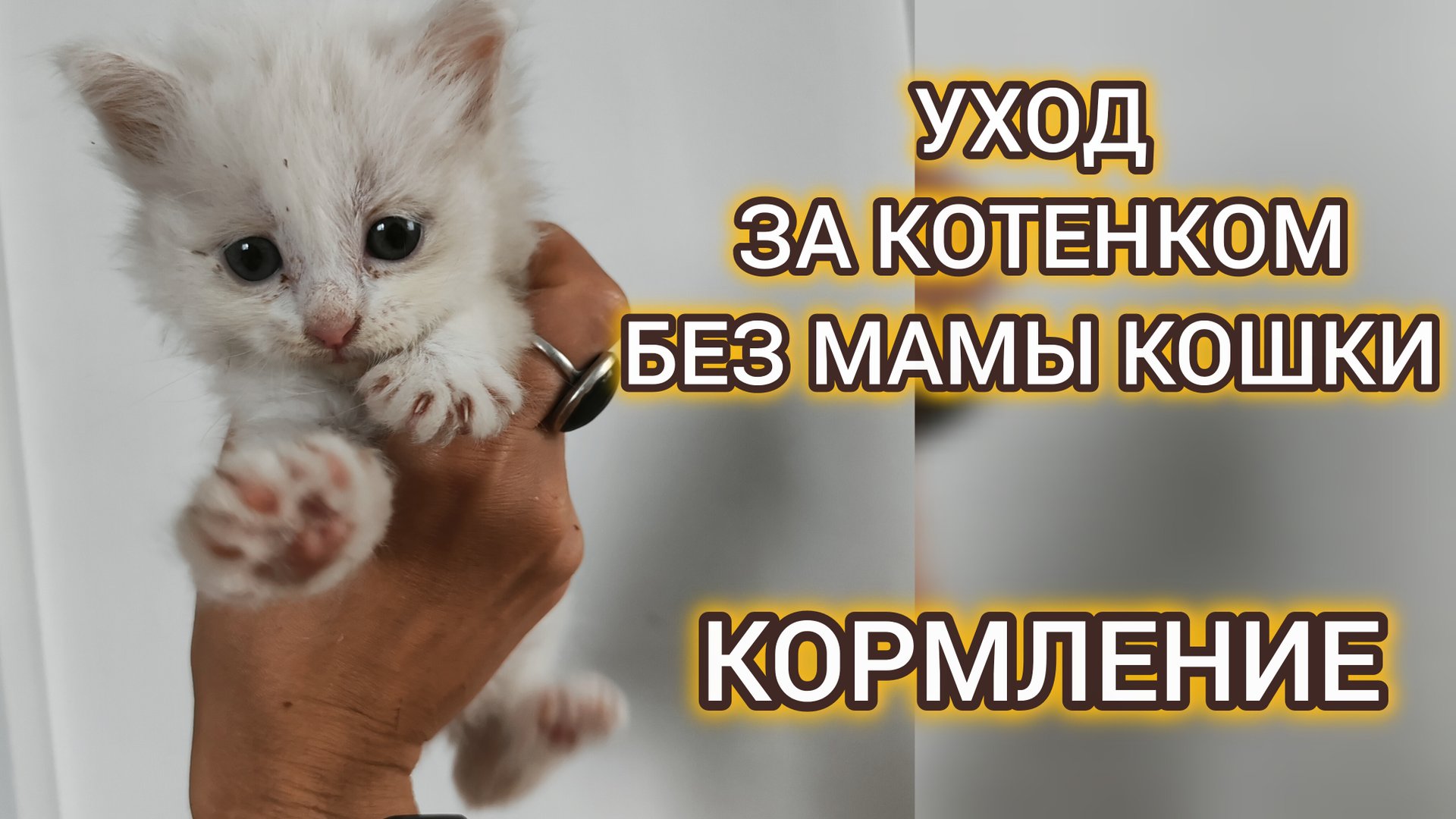 Выкармливание новорожденных котят до 3 недель. смотреть онлайн