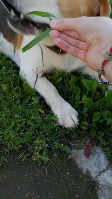 Бигль ест траву смотреть онлайн