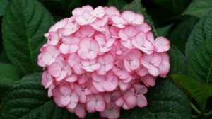 Весенняя обрезка крупнолистных гортензий