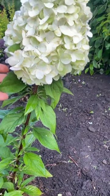 Гортензия метельчатая Бонфаер ,очень устойчивый сорт смотреть онлайн