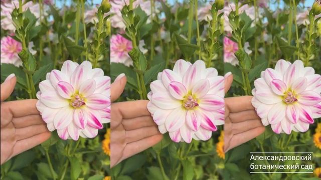 Георгины -кувшинки название георгина Сабина / Dekorative Dahl смотреть онлайн