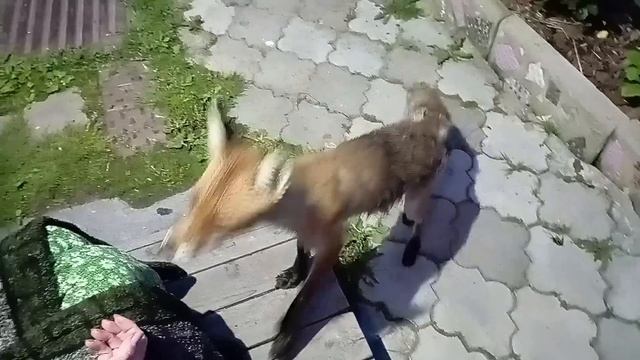 (1034) Лиса приходит в гости. Июнь 2025 смотреть онлайн