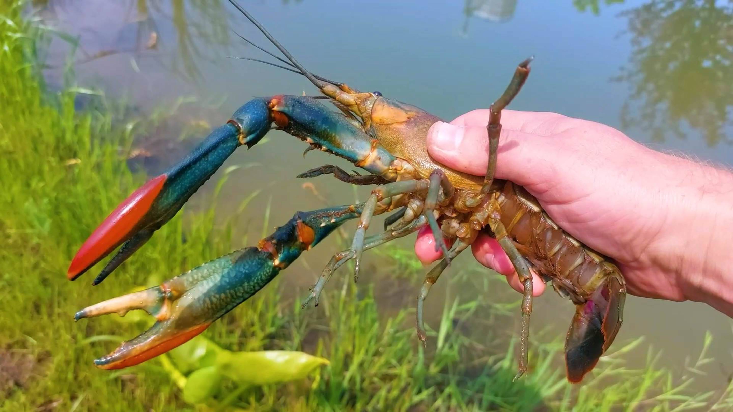 Выращивание тропического рака в холодном Калининграде